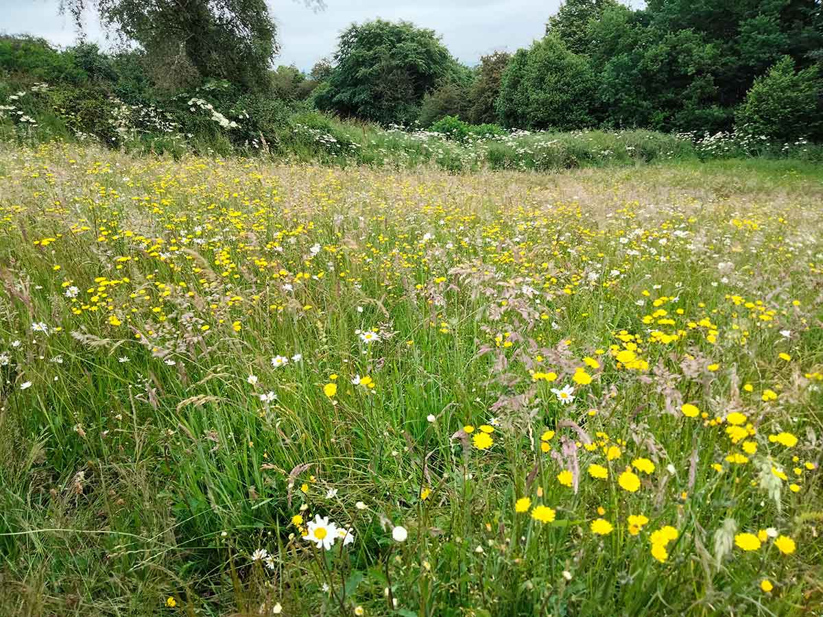 wildflower meadow Mayfield