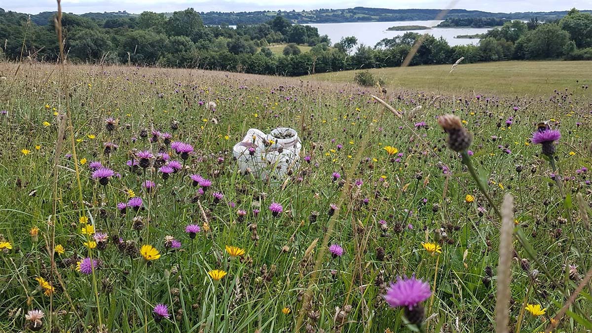 MARNA, the White Peak Farmers and Wildflower Meadow restoration