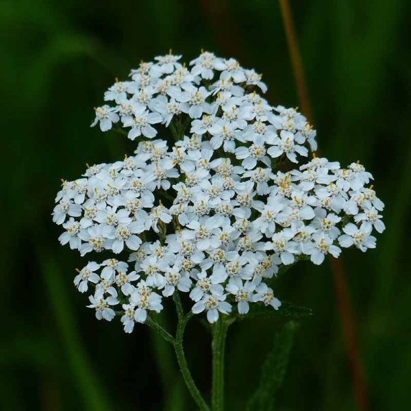 yarrow