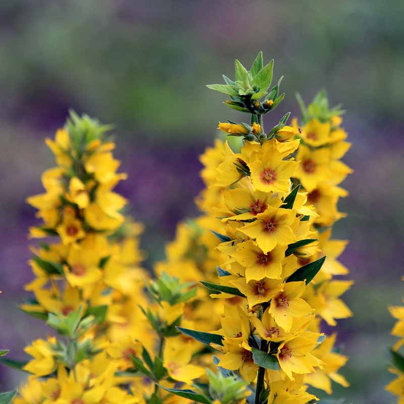 Buy Yellow Loosestrife from £2.50 - 2023 Plant Sale