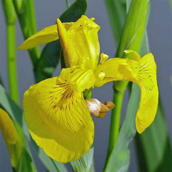 yellow flag iris