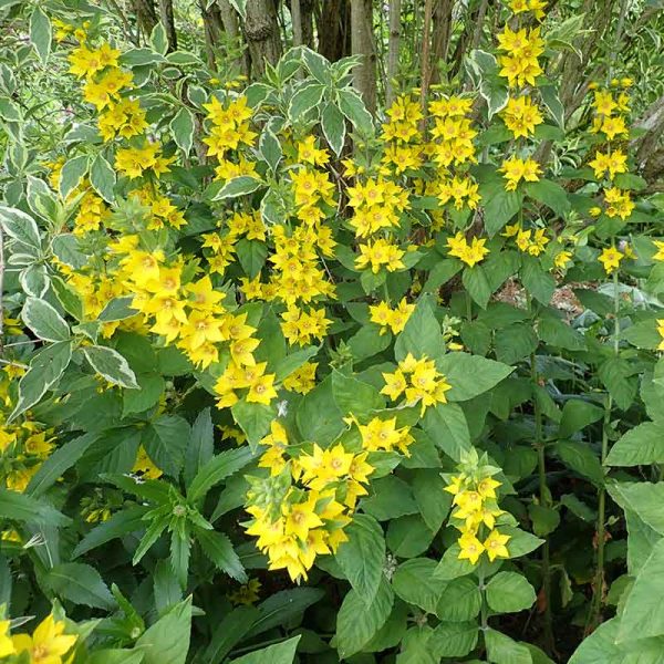 Yellow Loosestrife