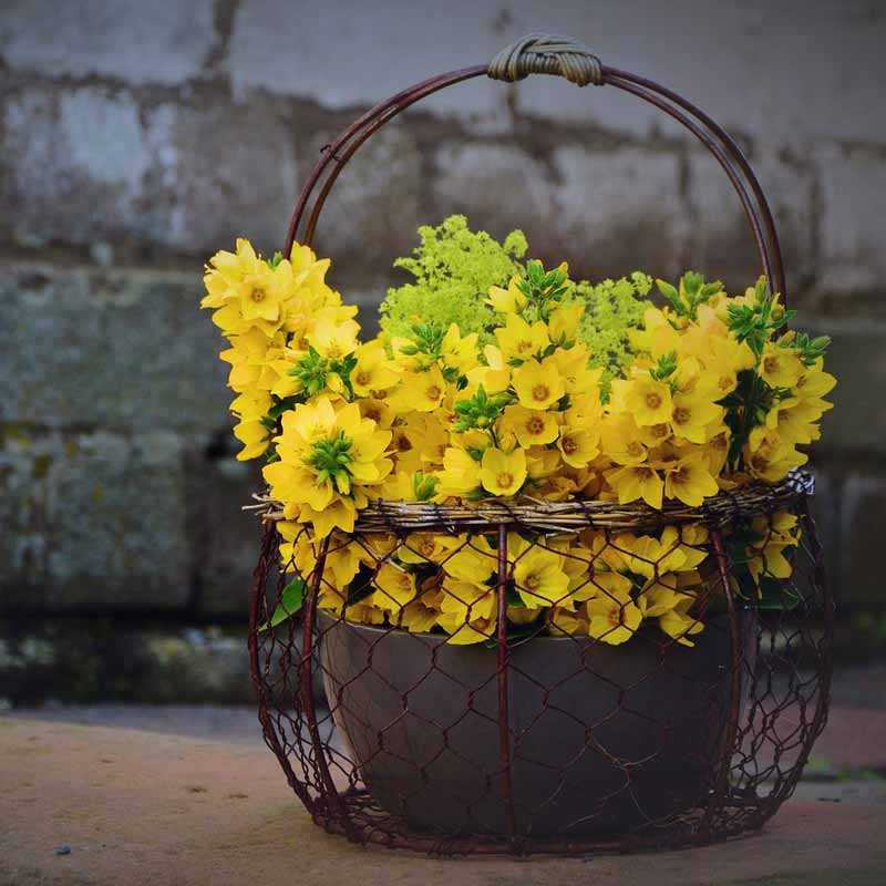 yellow loosestrife